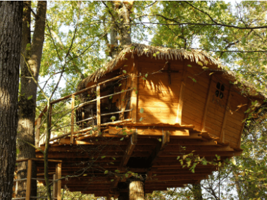 Dormir dans une cabane dans les arbres : le must pour rencontrer nos amis  les écureuils ! - Sur un arbre perché