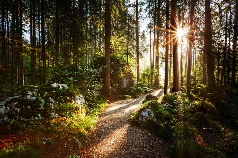 un bon bain de forêt ça vous dit sur un arbre perché